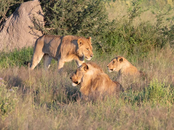 Masai Mara 'nın altın çimlerinde Güzel Aslan Sezar, Kenya Panthera Leo.