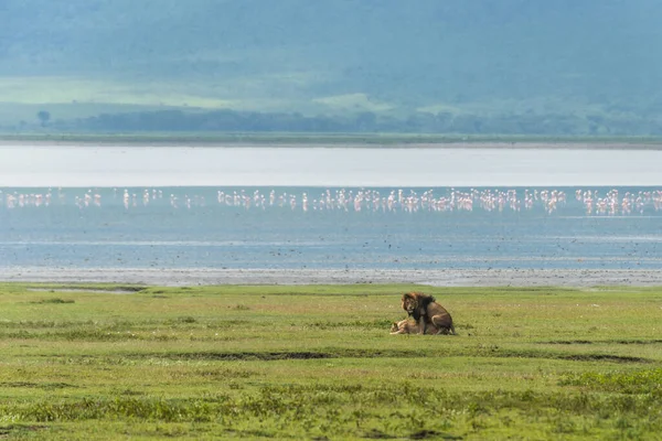 Panthera Leo Wielki Lew Leży Trawie Sawanny Krajobraz Charakterystycznymi Drzewami — Zdjęcie stockowe