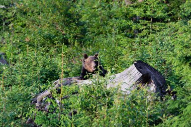Vahşi Boz Ayı (Ursus arctos). Doğal yaşam alanı. Slovakya