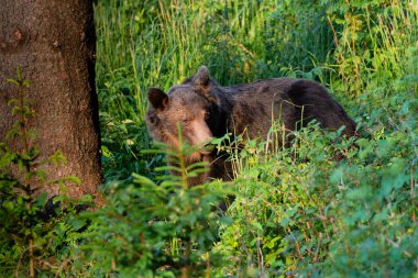 Vahşi Boz Ayı (Ursus arctos). Doğal yaşam alanı. Slovakya