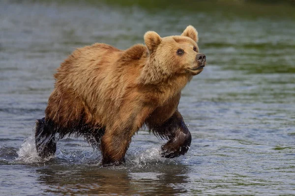 캄차카에 서식하는 Ursus Arctos Beringianus — 스톡 사진