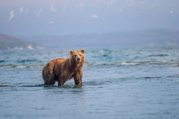 Gobernando Paisaje Osos Pardos Kamchatka Ursus Arctos Beringianus —  Fotos de Stock