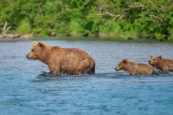 캄차카에 서식하는 Ursus Arctos Beringianus — 스톡 사진