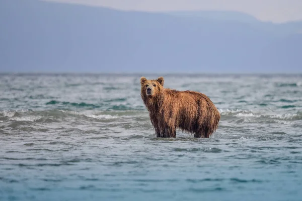 Gobernando Paisaje Osos Pardos Kamchatka Ursus Arctos Beringianus —  Fotos de Stock