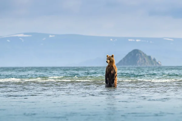 Gobernando Paisaje Osos Pardos Kamchatka Ursus Arctos Beringianus —  Fotos de Stock