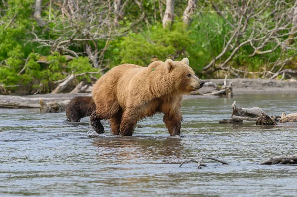 캄차카에 서식하는 Ursus Arctos Beringianus — 스톡 사진