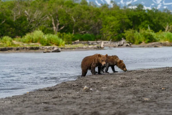 Het Landschap Regeren Bruine Beren Van Kamchatka Ursus Arctos Beringianus — Stockfoto