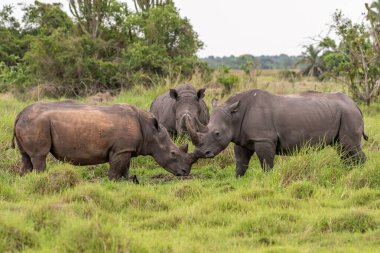 Beyaz gergedan (Ceratotherium simum) ve buzağı doğal ortamında, Güney Afrika