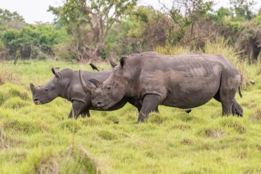 Beyaz gergedan (Ceratotherium simum) ve buzağı doğal ortamında, Güney Afrika