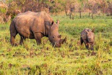 Beyaz gergedan (Ceratotherium simum) ve buzağı doğal ortamında, Güney Afrika