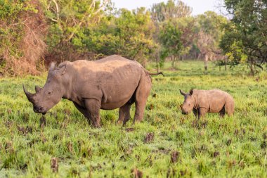 Beyaz gergedan (Ceratotherium simum) ve buzağı doğal ortamında, Güney Afrika