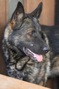 Alman çoban köpeği kameraya bakıyor..