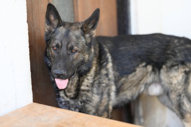 Alman çoban köpeği kameraya bakıyor..