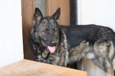 Alman çoban köpeği kameraya bakıyor..