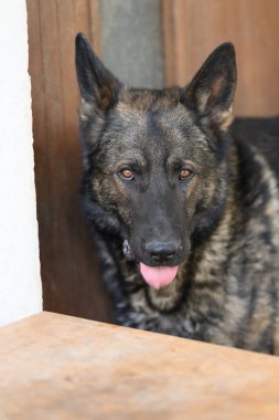 Alman çoban köpeği kameraya bakıyor..