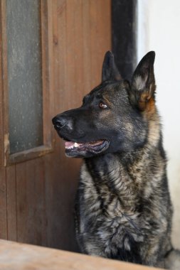 Alman çoban köpeği kameraya bakıyor..
