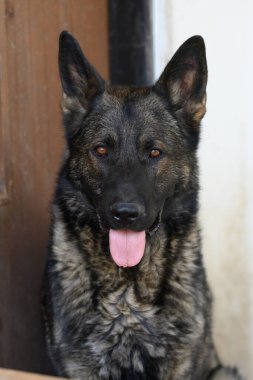 Alman çoban köpeği kameraya bakıyor..