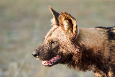 Afrika vahşi köpeği Lycaon Pictus, suda yürüyor. Büyük kulaklı boyanmış köpek avlamak, doğal ortamında güzel vahşi hayvan. Doğa, Moremi, Okavanago deltası, Botswana, Afrika