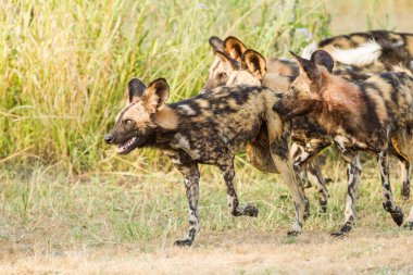 Afrika vahşi köpeği Lycaon Pictus, suda yürüyor. Büyük kulaklı boyanmış köpek avlamak, doğal ortamında güzel vahşi hayvan. Doğa, Moremi, Okavanago deltası, Botswana, Afrika