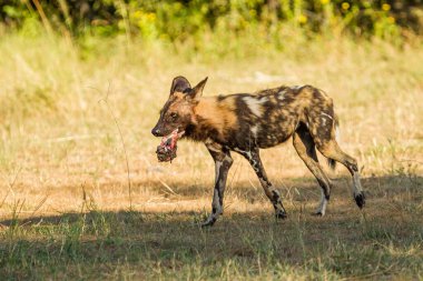 Afrika vahşi köpeği Lycaon Pictus, suda yürüyor. Büyük kulaklı boyanmış köpek avlamak, doğal ortamında güzel vahşi hayvan. Doğa, Moremi, Okavanago deltası, Botswana, Afrika