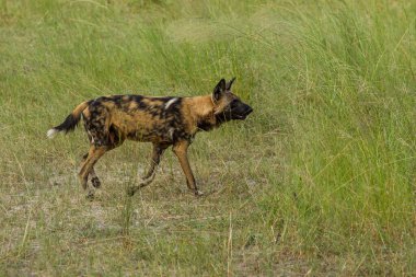 Afrika vahşi köpeği Lycaon Pictus, suda yürüyor. Büyük kulaklı boyanmış köpek avlamak, doğal ortamında güzel vahşi hayvan. Doğa, Moremi, Okavanago deltası, Botswana, Afrika