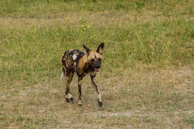 Afrika vahşi köpeği Lycaon Pictus, suda yürüyor. Büyük kulaklı boyanmış köpek avlamak, doğal ortamında güzel vahşi hayvan. Doğa, Moremi, Okavanago deltası, Botswana, Afrika