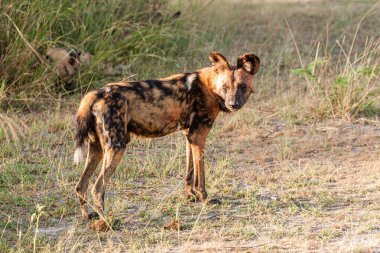 Afrika vahşi köpeği Lycaon Pictus, suda yürüyor. Büyük kulaklı boyanmış köpek avlamak, doğal ortamında güzel vahşi hayvan. Doğa, Moremi, Okavanago deltası, Botswana, Afrika