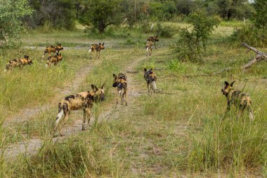 Afrika vahşi köpeği Lycaon Pictus, suda yürüyor. Büyük kulaklı boyanmış köpek avlamak, doğal ortamında güzel vahşi hayvan. Doğa, Moremi, Okavanago deltası, Botswana, Afrika