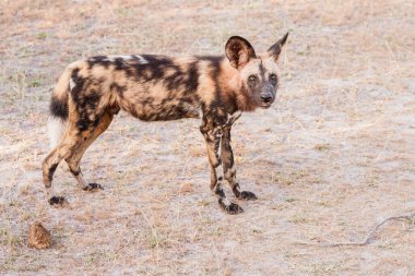 Afrika vahşi köpeği Lycaon Pictus, suda yürüyor. Büyük kulaklı boyanmış köpek avlamak, doğal ortamında güzel vahşi hayvan. Doğa, Moremi, Okavanago deltası, Botswana, Afrika