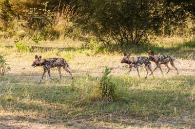 Afrika vahşi köpeği Lycaon Pictus, suda yürüyor. Büyük kulaklı boyanmış köpek avlamak, doğal ortamında güzel vahşi hayvan. Doğa, Moremi, Okavanago deltası, Botswana, Afrika