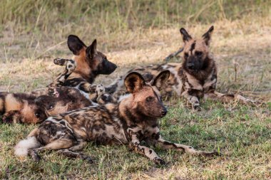Afrika vahşi köpeği Lycaon Pictus, suda yürüyor. Büyük kulaklı boyanmış köpek avlamak, doğal ortamında güzel vahşi hayvan. Doğa, Moremi, Okavanago deltası, Botswana, Afrika