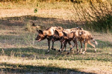 Afrika vahşi köpeği Lycaon Pictus, suda yürüyor. Büyük kulaklı boyanmış köpek avlamak, doğal ortamında güzel vahşi hayvan. Doğa, Moremi, Okavanago deltası, Botswana, Afrika