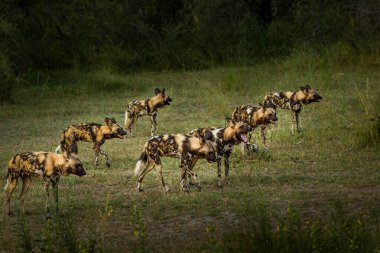 Afrika vahşi köpeği Lycaon Pictus, suda yürüyor. Büyük kulaklı boyanmış köpek avlamak, doğal ortamında güzel vahşi hayvan. Doğa, Moremi, Okavanago deltası, Botswana, Afrika