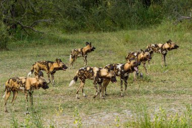 Afrika vahşi köpeği Lycaon Pictus, suda yürüyor. Büyük kulaklı boyanmış köpek avlamak, doğal ortamında güzel vahşi hayvan. Doğa, Moremi, Okavanago deltası, Botswana, Afrika