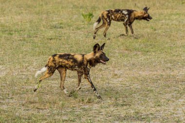 Afrika vahşi köpeği Lycaon Pictus, suda yürüyor. Büyük kulaklı boyanmış köpek avlamak, doğal ortamında güzel vahşi hayvan. Doğa, Moremi, Okavanago deltası, Botswana, Afrika