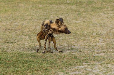 Afrika vahşi köpeği Lycaon Pictus, suda yürüyor. Büyük kulaklı boyanmış köpek avlamak, doğal ortamında güzel vahşi hayvan. Doğa, Moremi, Okavanago deltası, Botswana, Afrika