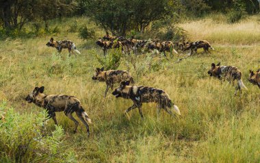 Afrika vahşi köpeği Lycaon Pictus, suda yürüyor. Büyük kulaklı boyanmış köpek avlamak, doğal ortamında güzel vahşi hayvan. Doğa, Moremi, Okavanago deltası, Botswana, Afrika