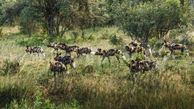 Afrika vahşi köpeği Lycaon Pictus, suda yürüyor. Büyük kulaklı boyanmış köpek avlamak, doğal ortamında güzel vahşi hayvan. Doğa, Moremi, Okavanago deltası, Botswana, Afrika