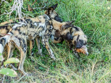 Afrika vahşi köpeği Lycaon Pictus, suda yürüyor. Büyük kulaklı boyanmış köpek avlamak, doğal ortamında güzel vahşi hayvan. Doğa, Moremi, Okavanago deltası, Botswana, Afrika