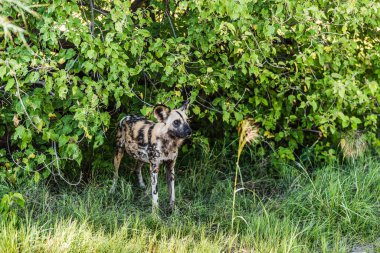 Afrika vahşi köpeği Lycaon Pictus, suda yürüyor. Büyük kulaklı boyanmış köpek avlamak, doğal ortamında güzel vahşi hayvan. Doğa, Moremi, Okavanago deltası, Botswana, Afrika