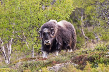 Norveç 'te misk öküzü portresi (Ovibos moschatus)