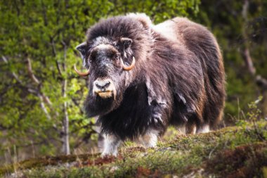 Norveç 'te misk öküzü portresi (Ovibos moschatus)