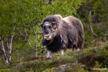 Norveç 'te misk öküzü portresi (Ovibos moschatus)