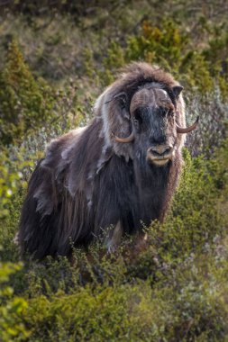 Norveç 'te misk öküzü portresi (Ovibos moschatus)