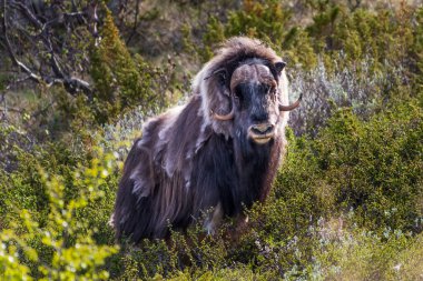 Norveç 'te misk öküzü portresi (Ovibos moschatus)