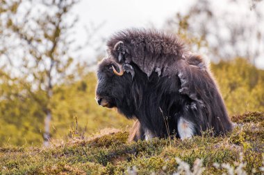 Norveç 'te misk öküzü portresi (Ovibos moschatus)