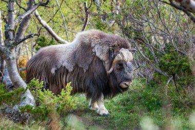 Norveç 'te misk öküzü portresi (Ovibos moschatus)