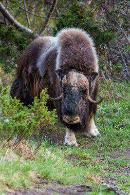 Norveç 'te misk öküzü portresi (Ovibos moschatus)