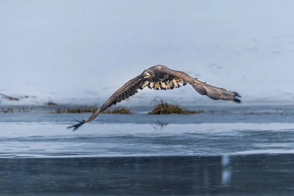 독수리가 있습니다 Haliaeetus Albicilla Ern Erne Gray Eagle Eurasian Sea — 스톡 사진