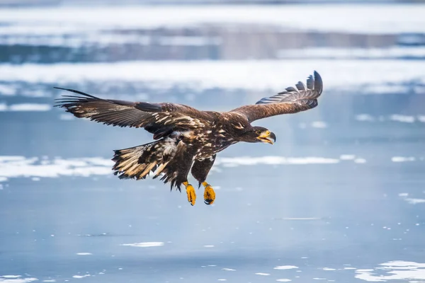 Vuxen Vitstjärtad Örn Flykt Blå Himmel Bakgrund Vetenskapligt Namn Haliaeetus — Stockfoto